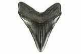Fossil Megalodon Tooth - South Carolina #149400-1